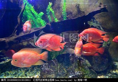 什么是一種常見的觀賞魚類：幾種常見的熱帶淡水觀賞魚類
