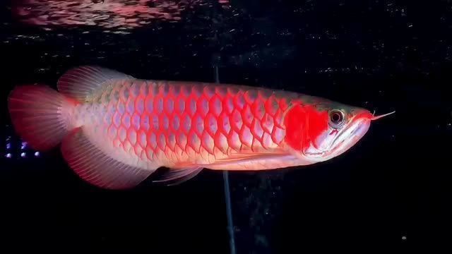 紅龍魚大湖魚混養好嗎視頻：紅龍魚與大湖魚混養成功率較高，紅龍魚混養注意事項
