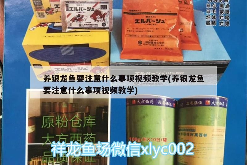 養銀龍魚要注意什么事項視頻教學(養銀龍魚要注意什么事項視頻教學)