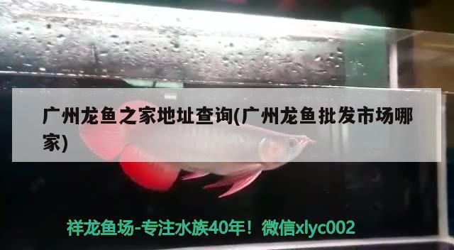 廣州龍魚之家地址查詢(廣州龍魚批發市場哪家)