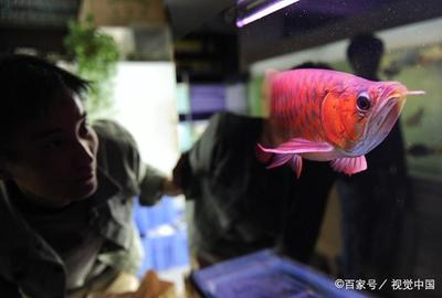 中國龍魚批發市場在哪里進貨的：探尋中國龍魚批發市場的進貨源頭