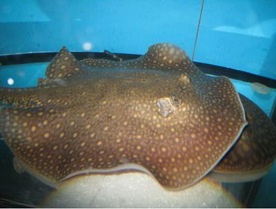 魟魚拉白便是寄生蟲還是腸炎：魟魚拉白便是寄生蟲還是腸炎[需手動填充]魚拉白便是寄生蟲還是腸炎