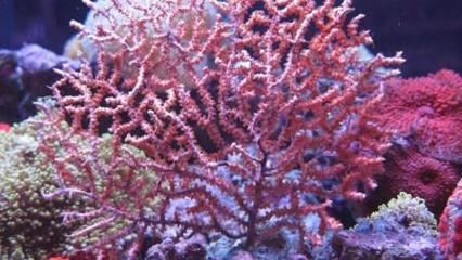 水族館是什么獨奏（《水族館》鋼琴獨奏版欣賞,《動物狂歡節》全曲賞析）