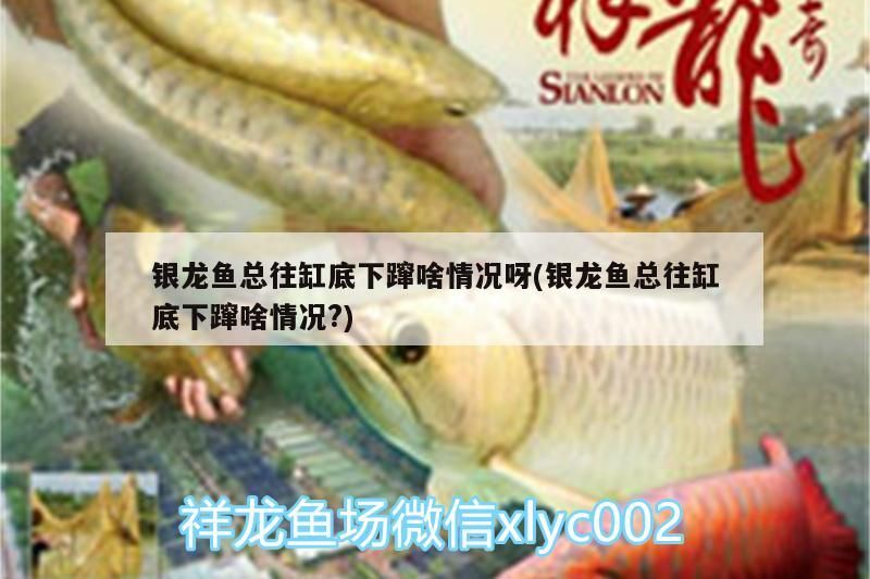 龍魚長期不吃東西會有什么后果？（龍魚長期不吃東西會帶來一系列健康風險）