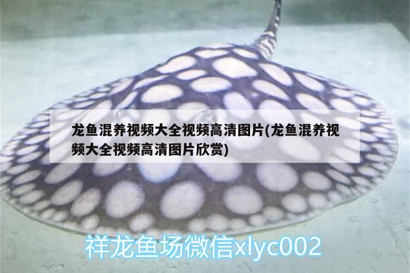 徐州賣魚缸的地方在哪兒啊（徐州賣魚缸的地方在哪里）