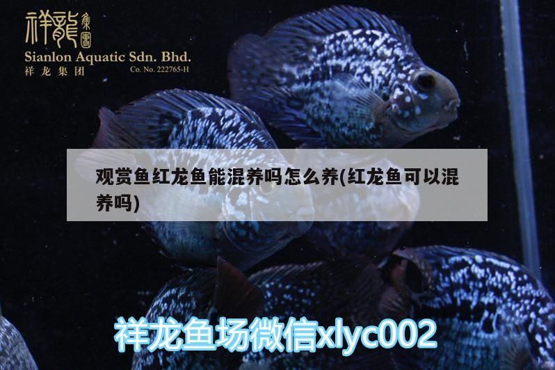 觀賞魚紅龍魚能混養嗎怎么養(紅龍魚可以混養嗎)