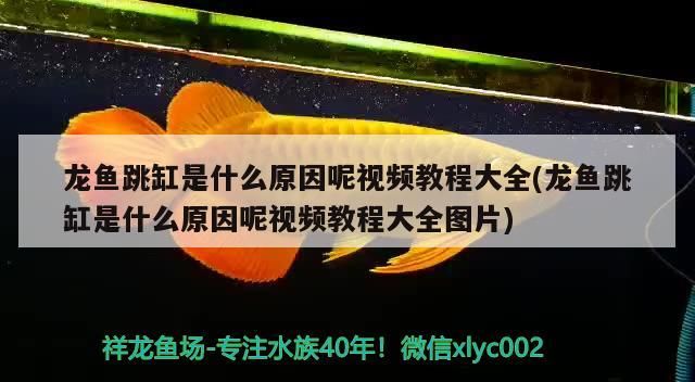 廣州水族批發市場孟吉爾～孟吉爾紅外線F1小孟