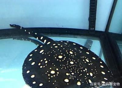 魟魚到家幾天喂食一次最好：魟魚的喂食頻率是一個重要的飼養問題，[需手動填充]魚到家幾天喂食一次最好