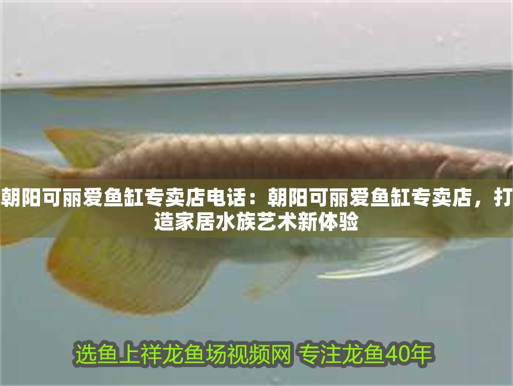 朝陽(yáng)可麗愛(ài)魚(yú)缸專(zhuān)賣(mài)店電話：朝陽(yáng)可麗愛(ài)魚(yú)缸專(zhuān)賣(mài)店，打造家居水族藝術(shù)新體驗(yàn)