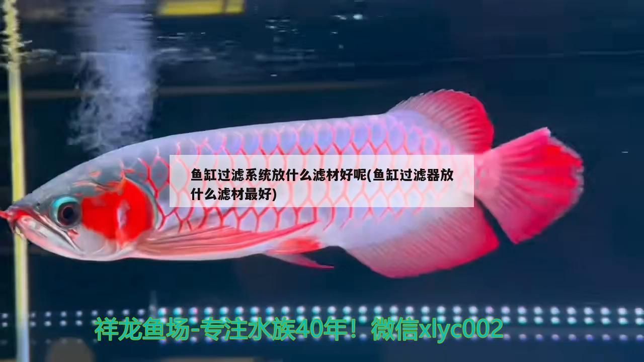 魚缸過濾系統放什么濾材好呢(魚缸過濾器放什么濾材最好)