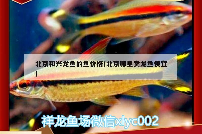 北京和興龍魚的魚價格(北京哪里賣龍魚便宜)