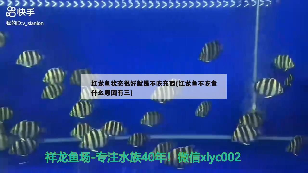 紅龍魚狀態(tài)很好就是不吃東西(紅龍魚不吃食什么原因有三)