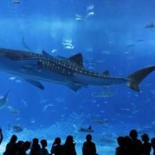 開一家水族館需要些什么證件（開一家水族館所需的證件）