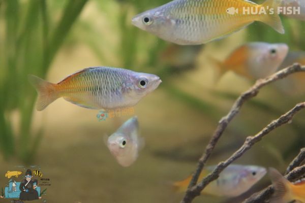 觀賞魚愛好者叫什么（水族論壇的互動(dòng)魅力） 觀賞魚愛好者叫什么（水族論壇的互動(dòng)魅力） 赤元素 第2張