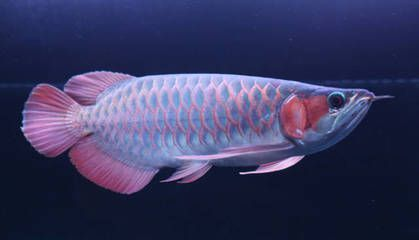 紅龍魚用什么水養最好：紅龍魚養殖水質的最佳標準