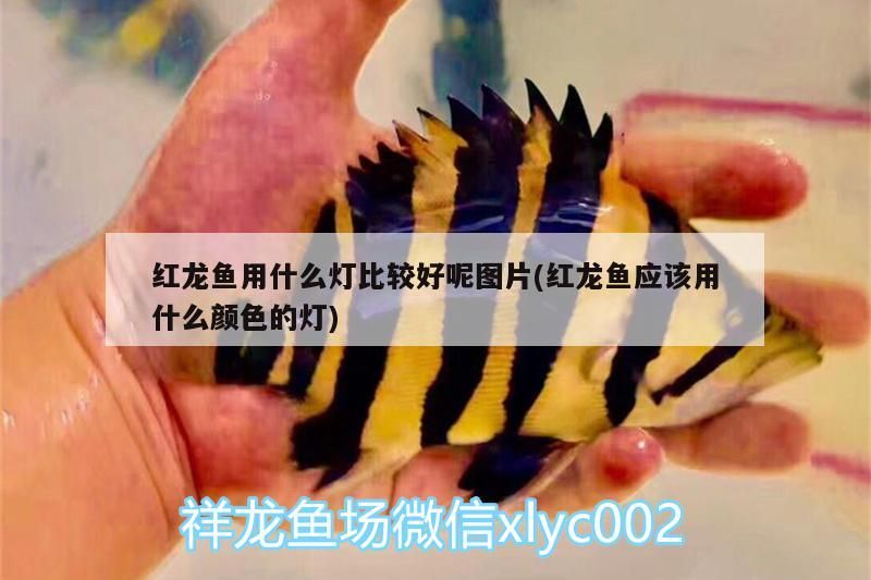 仟湖水族有限公司的廣告介紹：廣州仟湖水族寵物用品有限公司 仟湖水族有限公司的廣告介紹：廣州仟湖水族寵物用品有限公司 仟湖 第3張