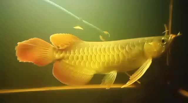 印尼大湖紅龍魚有虎紋魚嗎圖片大全：印尼大湖紅龍魚品種介紹印尼大湖紅龍魚品種介紹
