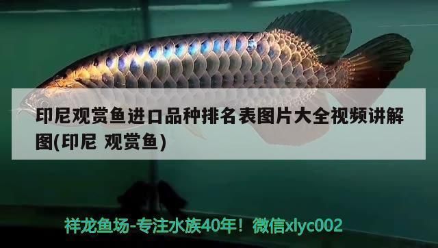 印尼大湖紅龍魚有虎紋魚嗎圖片大全：印尼大湖紅龍魚品種介紹印尼大湖紅龍魚品種介紹