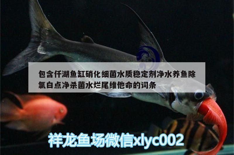 包含仟湖魚缸硝化細菌水質穩定劑凈水養魚除氯白點凈殺菌水爛尾維他命的詞條