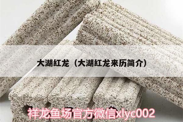 大湖紅龍（大湖紅龍來歷簡介）