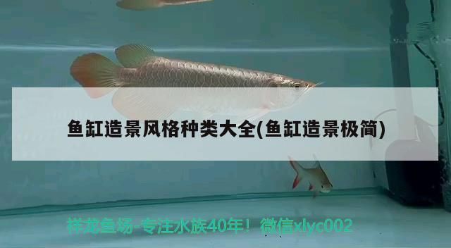 魚缸造景風格種類大全(魚缸造景極簡)