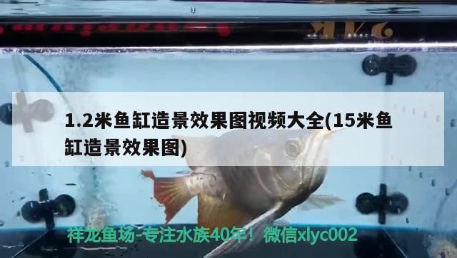 1.2米魚缸造景效果圖視頻大全(15米魚缸造景效果圖)