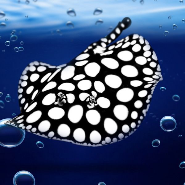 本溪觀賞魚市場孟吉爾立達七彩炮彈頭