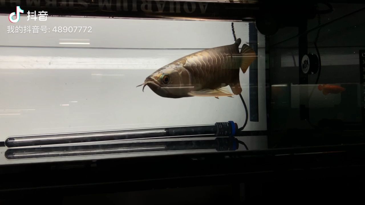 本溪觀賞魚市場孟吉爾立達七彩炮彈頭