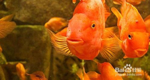 魚缸全部換水后需要干什么，換水后魚缸設(shè)備檢查要點(diǎn) 魚缸全部換水后需要干什么，換水后魚缸設(shè)備檢查要點(diǎn) 魚缸百科 第1張