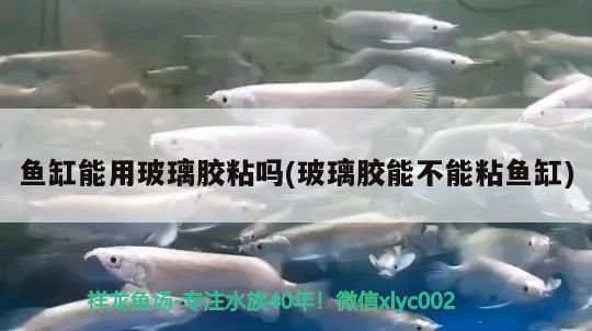 魚缸能用玻璃膠粘嗎(玻璃膠能不能粘魚缸)
