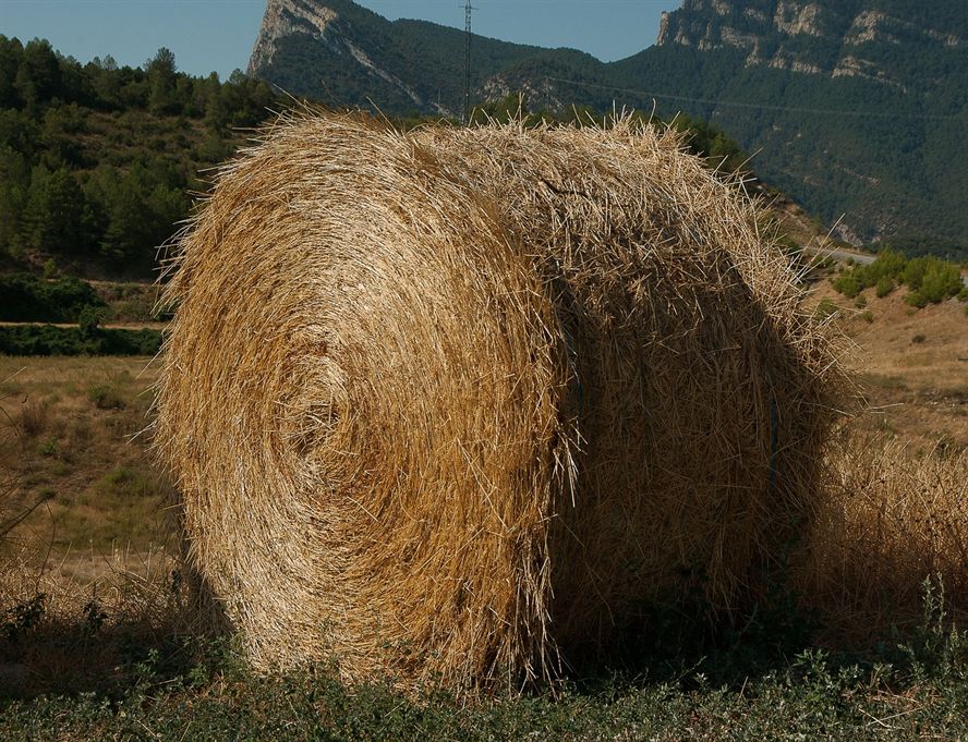 泗水縣魏三觀賞魚養殖專業合作社