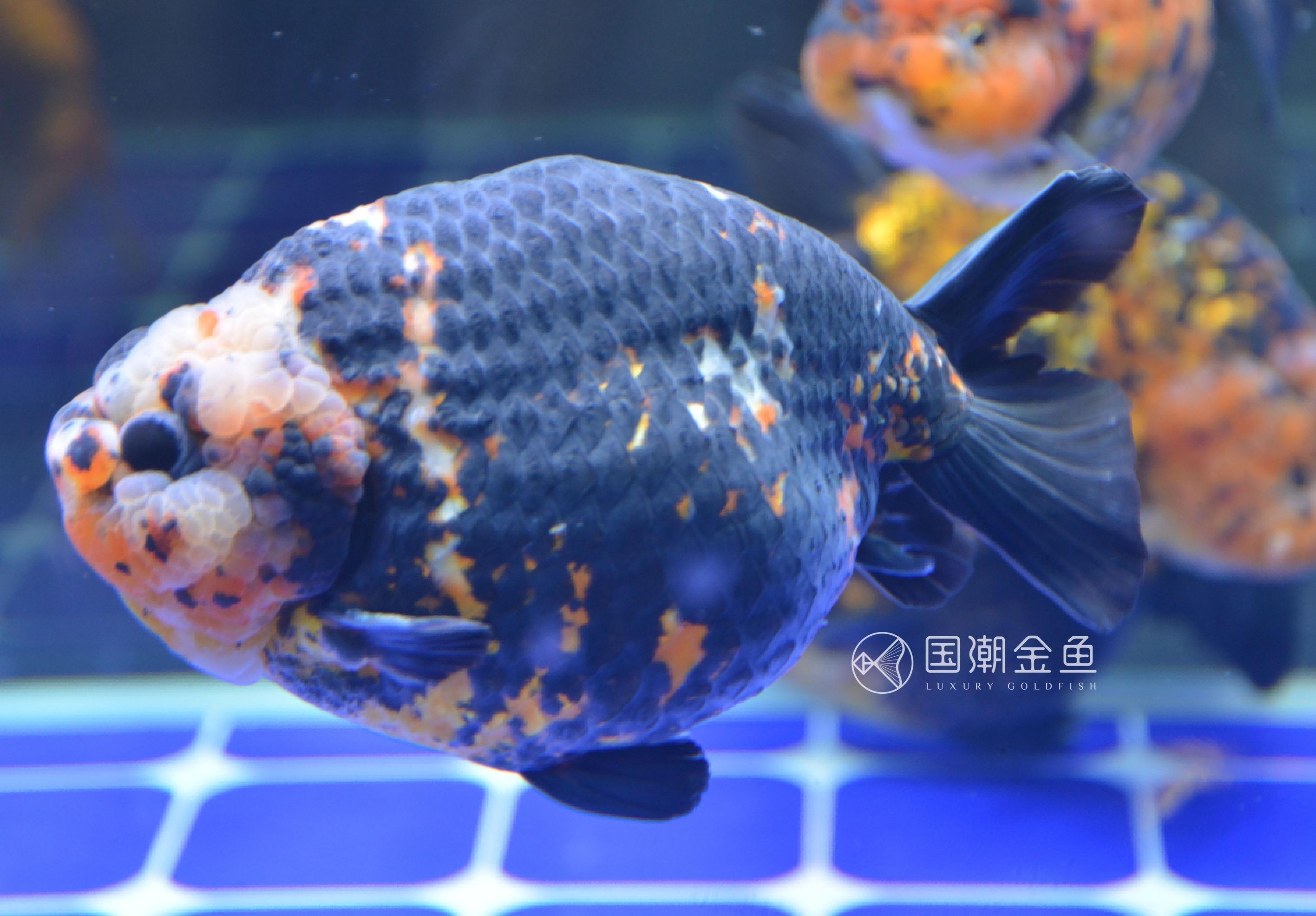 90厘米魚缸多少魚合適：魚缸養魚的尺寸是決定魚缸養魚的關鍵因素之一