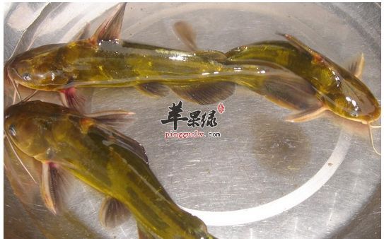 黃鰭鯧魚飼料營養搭配，黃鰭鯧魚飼料的營養搭配