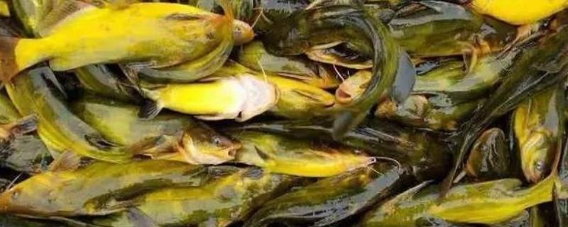 黃鰭鯧魚飼料營養搭配，黃鰭鯧魚飼料的營養搭配