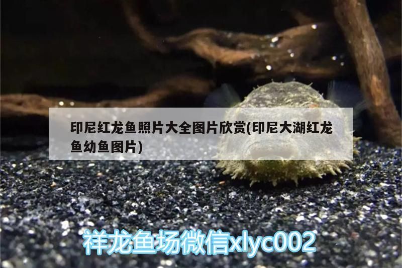 印尼紅龍魚照片大全圖片欣賞(印尼大湖紅龍魚幼魚圖片)