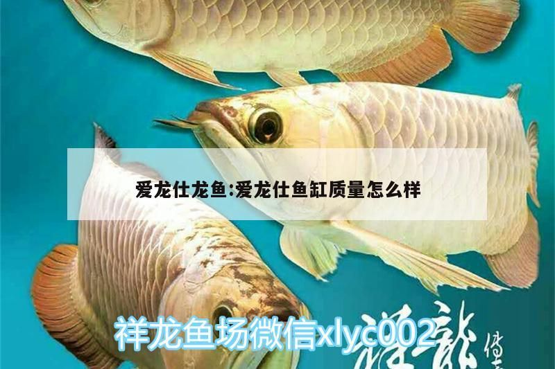 愛龍仕龍魚:愛龍仕魚缸質量怎么樣