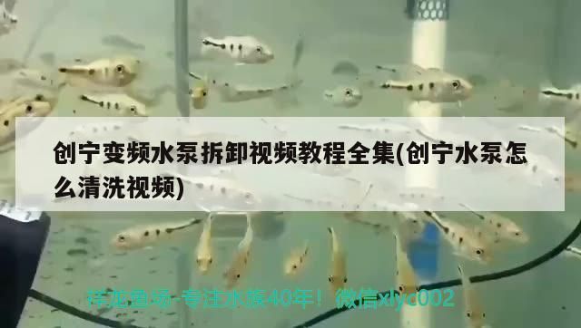 創寧變頻水泵拆卸視頻教程全集(創寧水泵怎么清洗視頻)