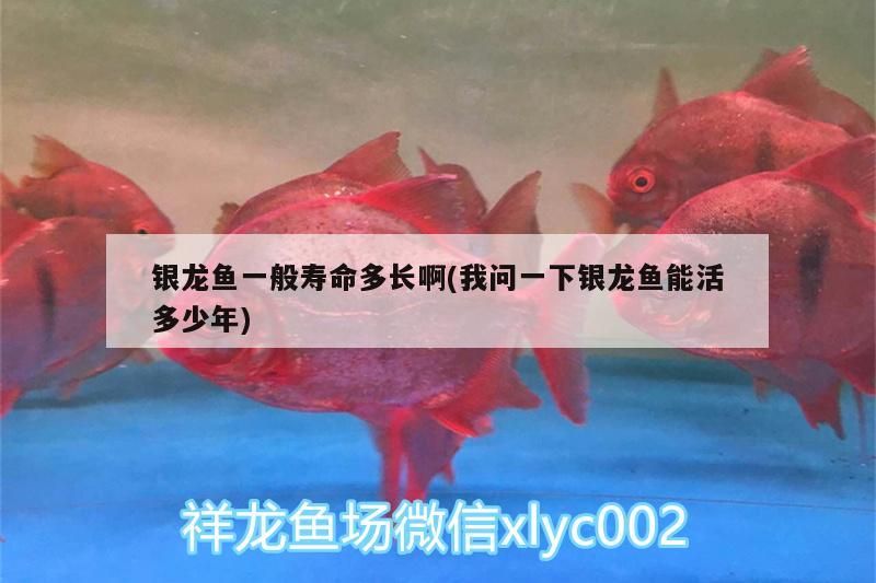銀龍魚(yú)一般壽命多長(zhǎng)啊(我問(wèn)一下銀龍魚(yú)能活多少年)