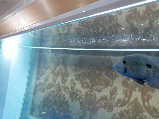 博特魚缸溢流區講解：博特魚缸溢流區的講解