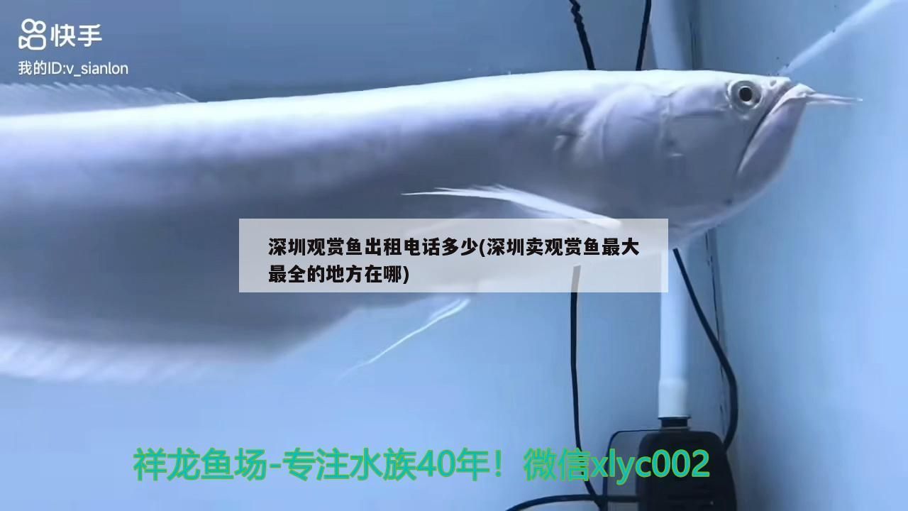 深圳觀賞魚出租電話多少(深圳賣觀賞魚最大最全的地方在哪)