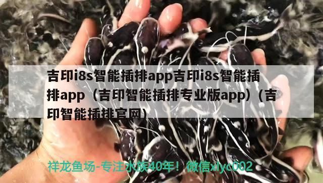 吉印i8s智能插排app吉印i8s智能插排app（吉印智能插排專業(yè)版app）(吉印智能插排官網(wǎng)) 吉印i8s智能插排app吉印i8s智能插排app（吉印智能插排專業(yè)版app）(吉印智能插排官網(wǎng)) 吉印水族