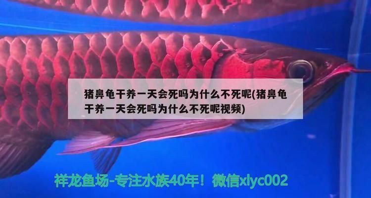 豬鼻龜蛋孵化多少天可以放水里：豬鼻龜蛋孵化周期