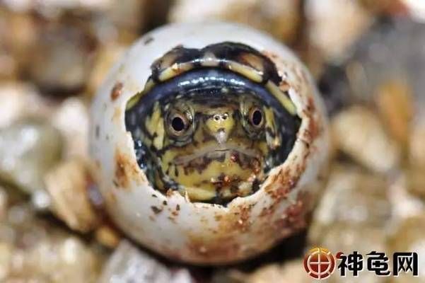 豬鼻龜蛋孵化多少天可以放水里：豬鼻龜蛋孵化周期