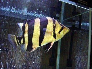 四紋虎魚飼料喂養效果評價，四紋虎魚飼料品牌推薦,四紋虎魚飼料喂養技巧詳解