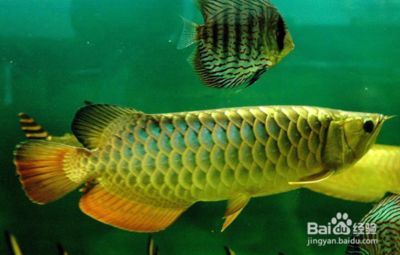 金龍魚適宜的水質(zhì)管理方法：金龍魚水質(zhì)管理的常見誤區(qū)