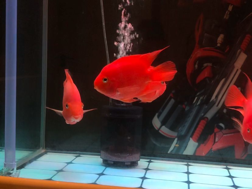 飼料 金龍魚防掉眼:金龍魚吊眼幾率 赤元素 金龍魚防掉眼:金龍魚吊眼幾率 金龍魚防掉眼:金龍魚吊眼幾率 赤元素