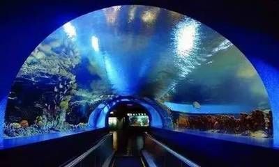 水族館前景（水族館前景分析） 水族館前景（水族館前景分析） 水族館百科（水族館加盟） 第4張
