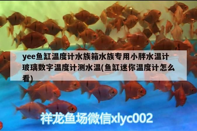 yee魚缸溫度計水族箱水族專用小胖水溫計玻璃數字溫度計測水溫(魚缸迷你溫度計怎么看)