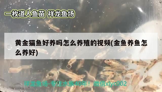 黃金貓魚好養(yǎng)嗎怎么養(yǎng)殖的視頻(金魚養(yǎng)魚怎么養(yǎng)好) 黃金貓魚好養(yǎng)嗎怎么養(yǎng)殖的視頻(金魚養(yǎng)魚怎么養(yǎng)好) 黃金貓魚百科