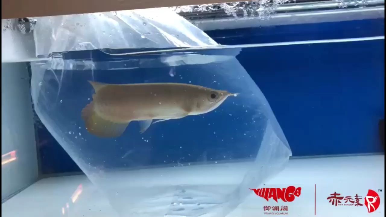 赤元素珍品紅龍出發上海